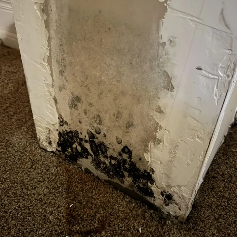 Professional Mold Removal in Carbonville, UT